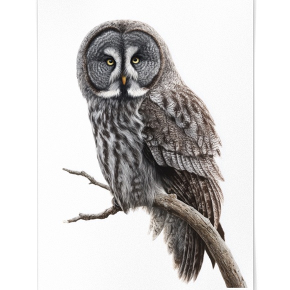 Watercolor Great Grey Owl Portrait Wall Art Print Poster, Unframed - Picture 2 of 6